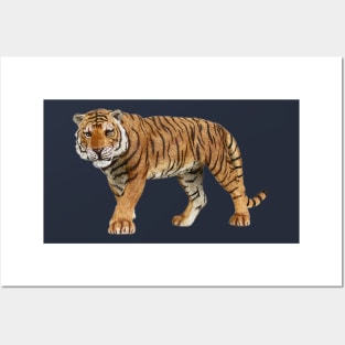 Stalking Tiger Posters and Art